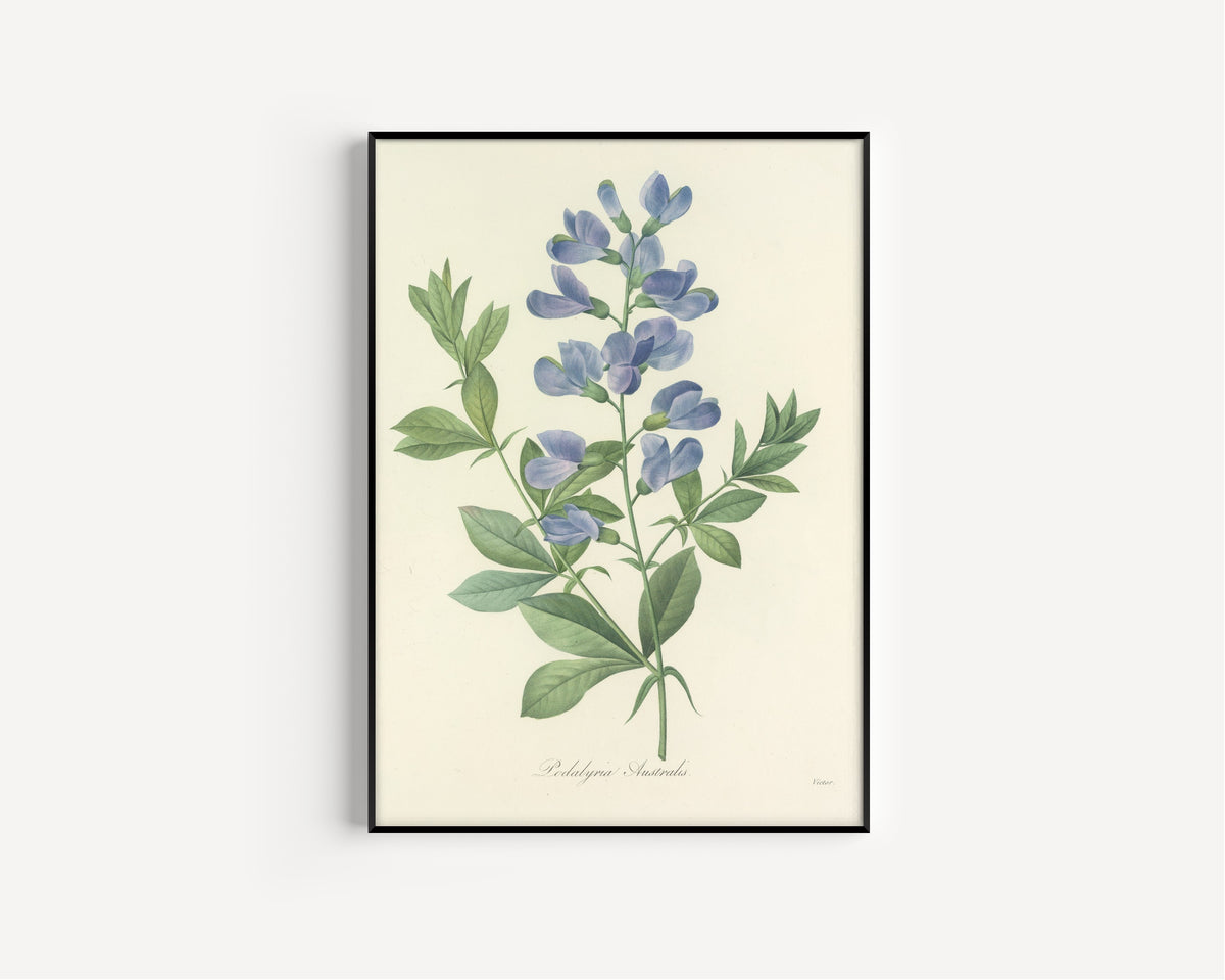Framed art print of Choix des plus belles fleurs, Plate 77: Podalyria Australis by Pierre-Joseph Redouté, in a slim black frame on a plain white wall
