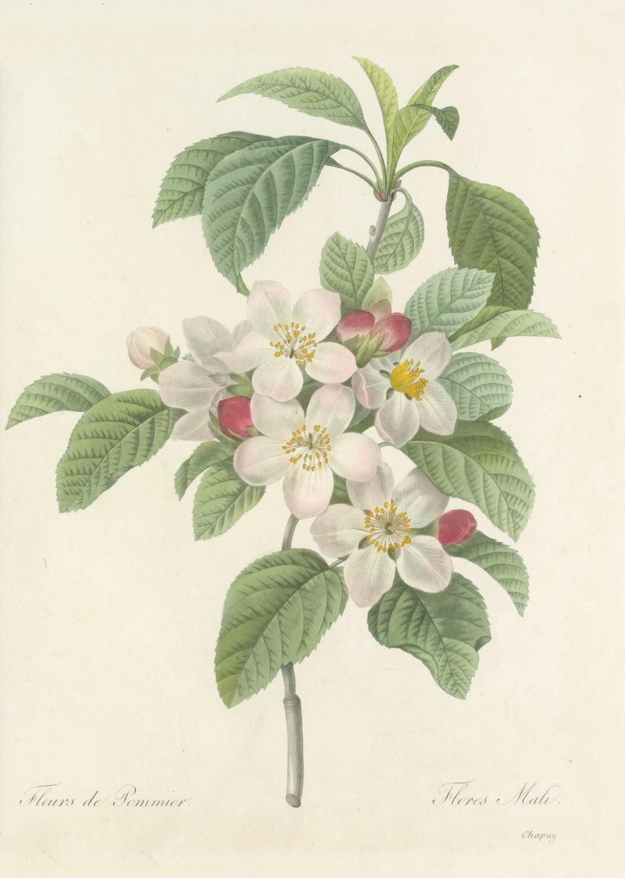 Pierre-Joseph Redouté — Choix des plus belles fleurs, Plate 79: Flores Mali | Botanical Illustration Print shown to scale on a wall above a sofa