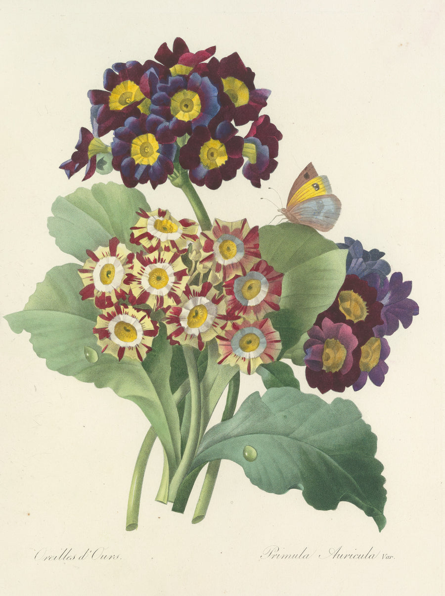 Pierre-Joseph Redouté — Choix des plus belles fleurs, Plate 80: Primula Auricula Var. | Botanical Illustration Print shown to scale on a wall above a sofa
