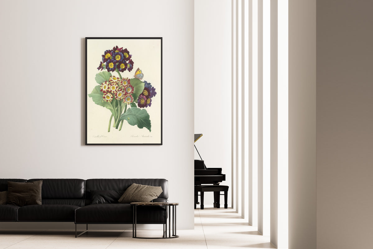 Framed art print of Choix des plus belles fleurs, Plate 80: Primula Auricula Var. by Pierre-Joseph Redouté, on the wall of a minimal living room