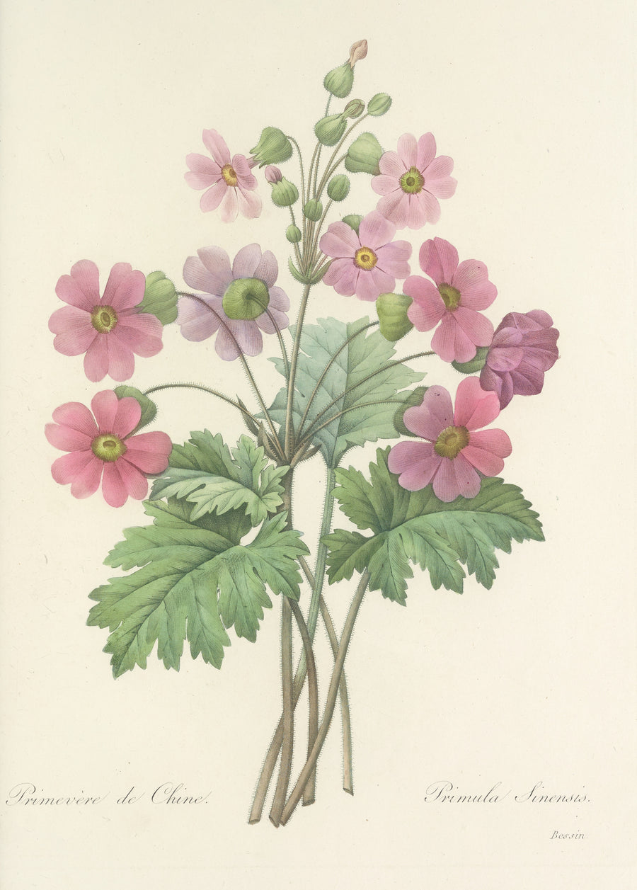 Pierre-Joseph Redouté — Choix des plus belles fleurs, Plate 81: Primula Sinensis | Botanical Illustration Print shown to scale on a wall above a sofa