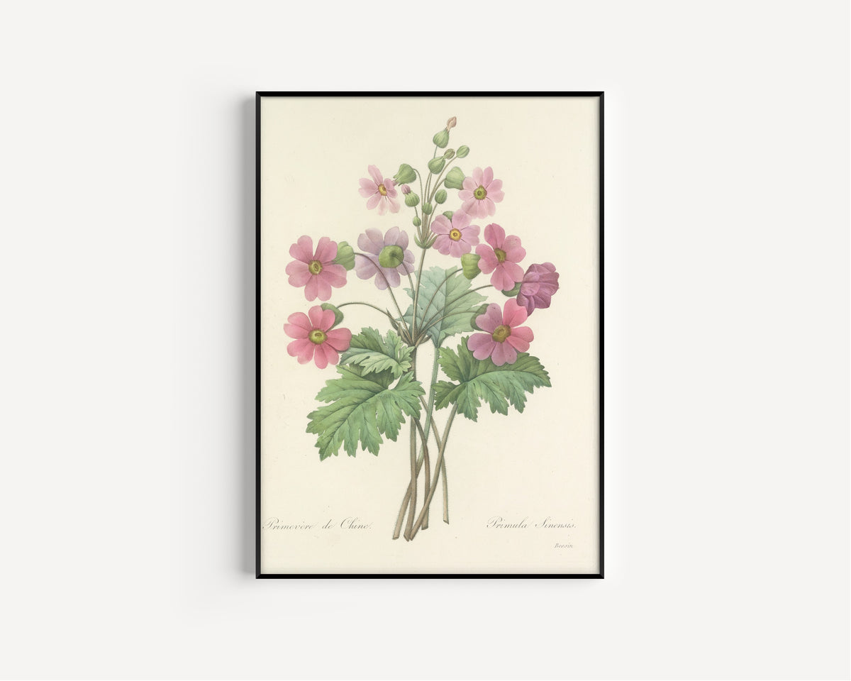 Framed art print of Choix des plus belles fleurs, Plate 81: Primula Sinensis by Pierre-Joseph Redouté, in a slim black frame on a plain white wall