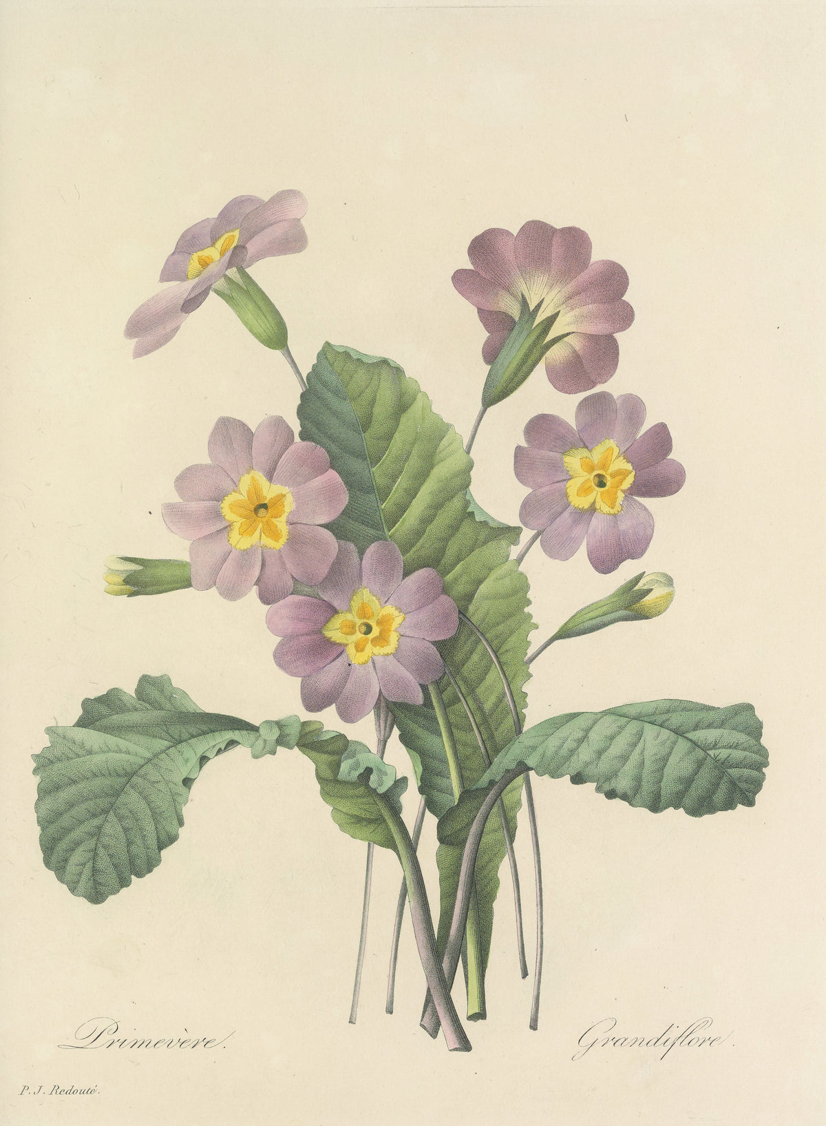 Choix des plus belles fleurs, Plate 82: Primevère Grandiflore by Pierre-Joseph Redouté — Lilac primroses with yellow eyes above crinkled leaves