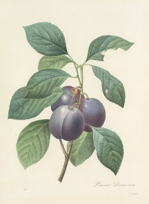Choix des plus belles fleurs, Plate 83: Prunus Domestica by Pierre-Joseph Redouté — Three purple plums on a leafy branch