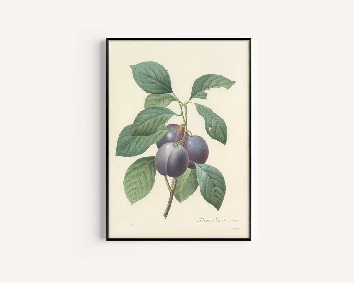 Framed art print of Choix des plus belles fleurs, Plate 83: Prunus Domestica by Pierre-Joseph Redouté, in a slim black frame on a plain white wall