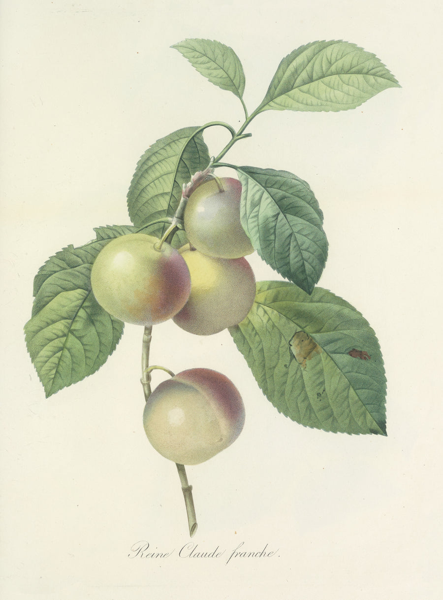 Pierre-Joseph Redouté — Choix des plus belles fleurs, Plate 85: Reine Claude Franche | Botanical Illustration Print shown to scale on a wall above a sofa