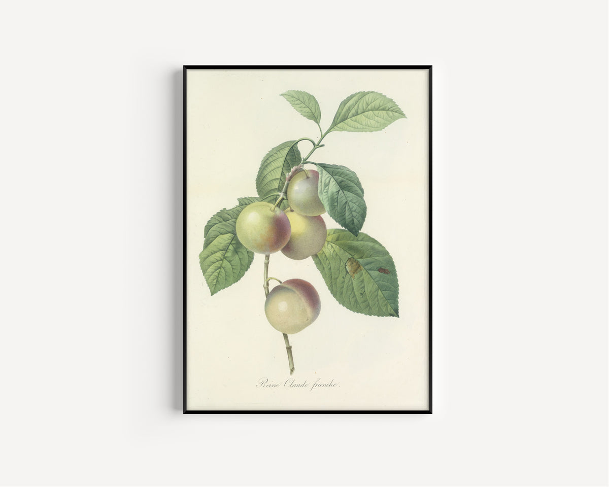 Framed art print of Choix des plus belles fleurs, Plate 85: Reine Claude Franche by Pierre-Joseph Redouté, in a slim black frame on a plain white wall