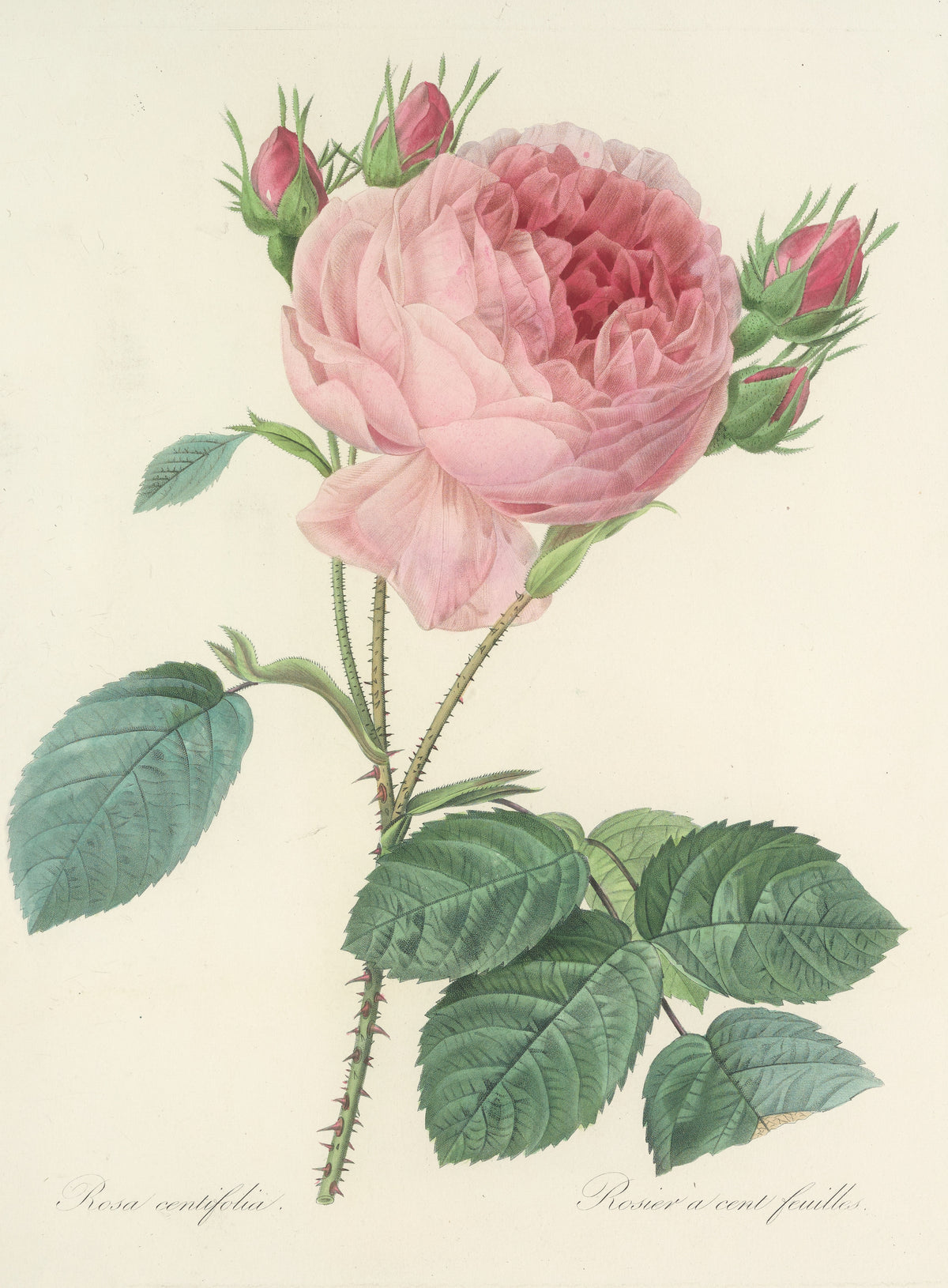 Choix des plus belles fleurs, Plate 86: Rosa Centifolia by Pierre-Joseph Redouté — A full soft pink rose with four crimson buds on prickly stems