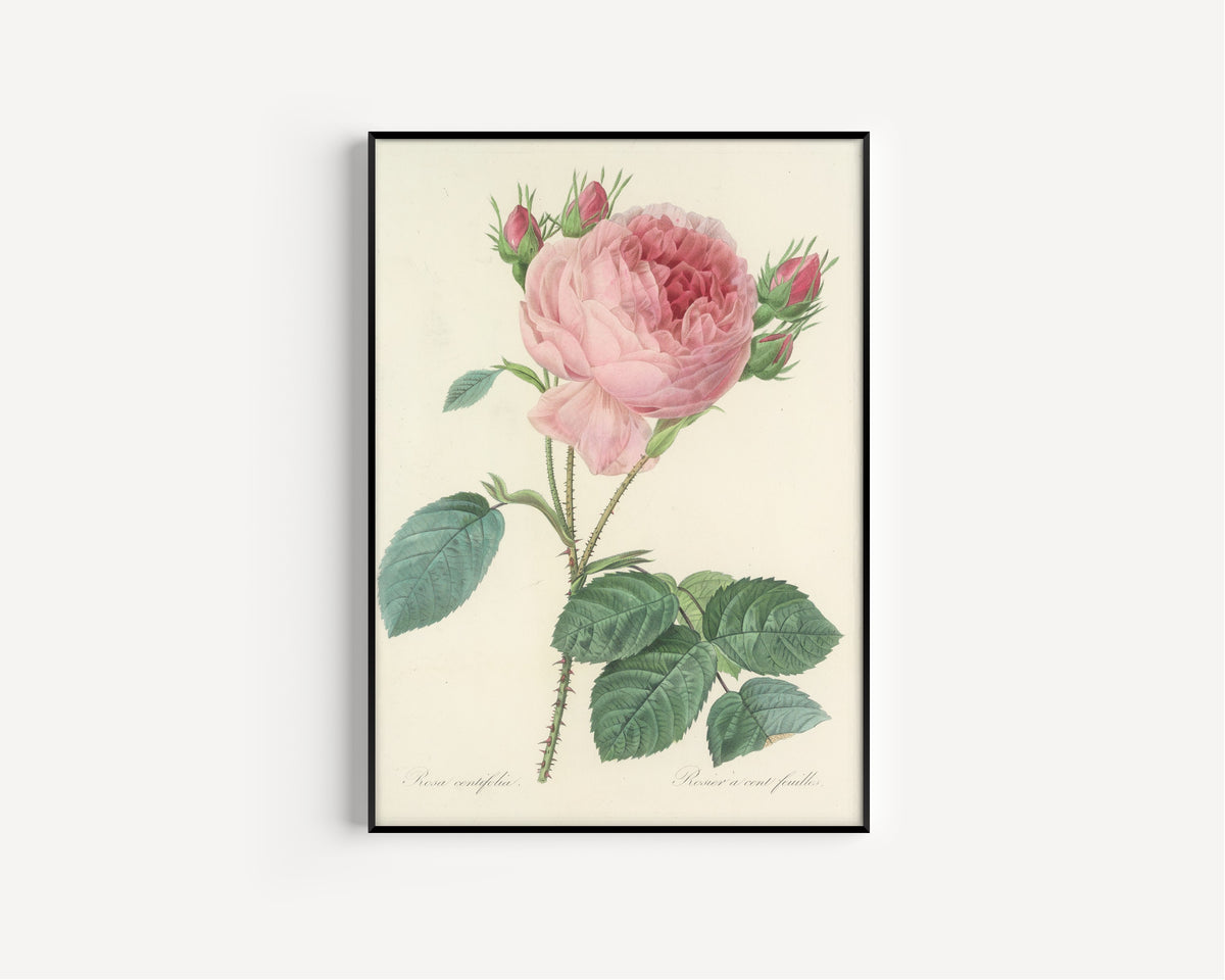 Framed art print of Choix des plus belles fleurs, Plate 86: Rosa Centifolia by Pierre-Joseph Redouté, in a slim black frame on a plain white wall