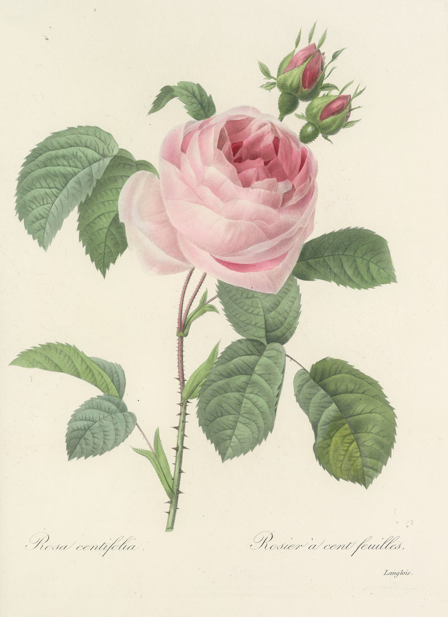 Pierre-Joseph Redouté — Choix des plus belles fleurs, Plate 87: Rosa Centifolia | Botanical Illustration Print shown to scale on a wall above a sofa