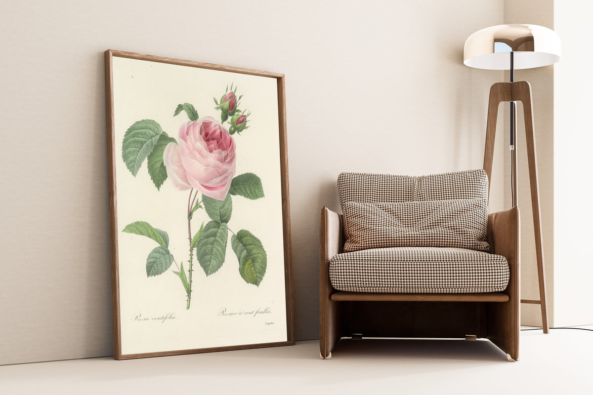 Framed art print of Choix des plus belles fleurs, Plate 87: Rosa Centifolia by Pierre-Joseph Redouté, leaning against a wall beside an armchair and a floor lamp