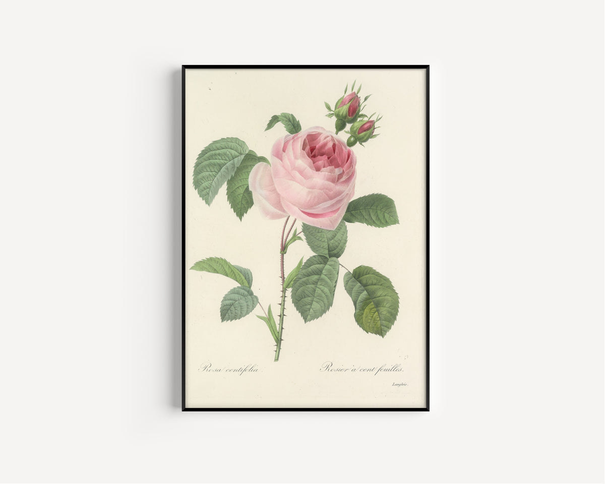 Framed art print of Choix des plus belles fleurs, Plate 87: Rosa Centifolia by Pierre-Joseph Redouté, in a slim black frame on a plain white wall