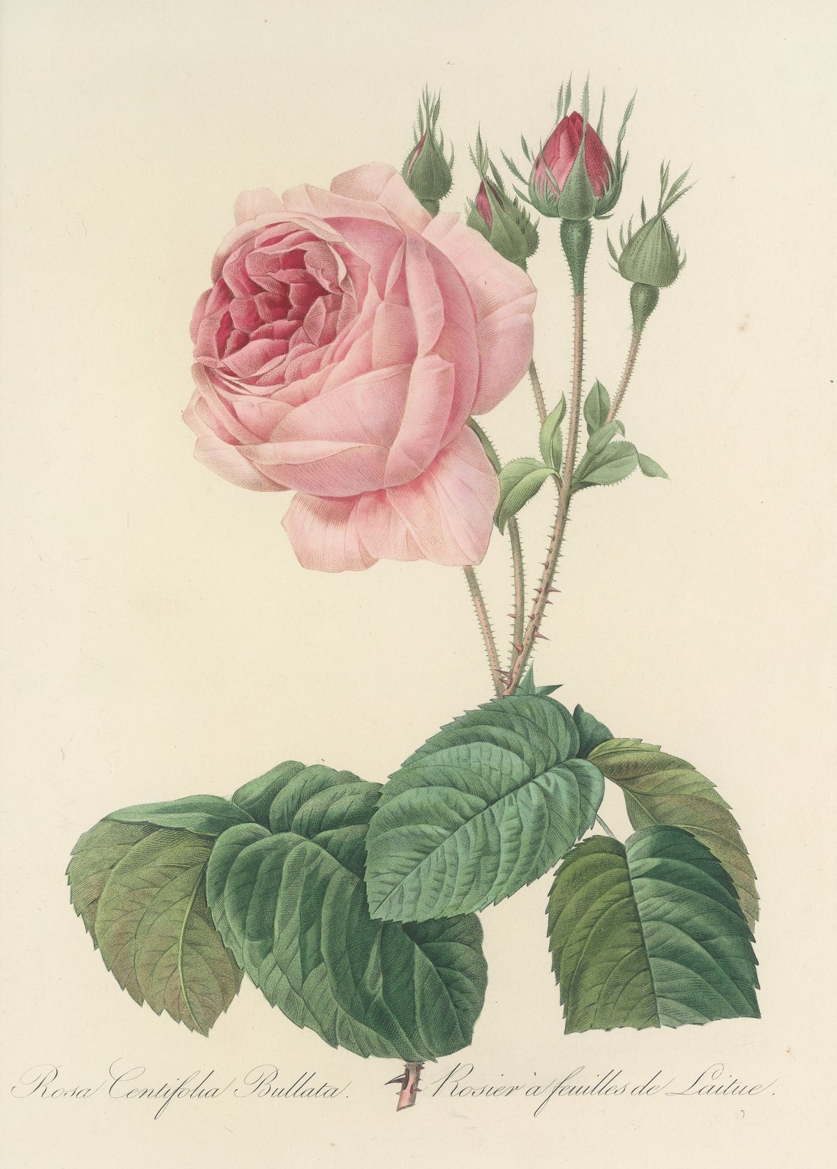 Choix des plus belles fleurs, Plate 89: Rosa Centifolia Bullata by Pierre-Joseph Redouté — A pale pink double rose with four buds above crinkled leaves