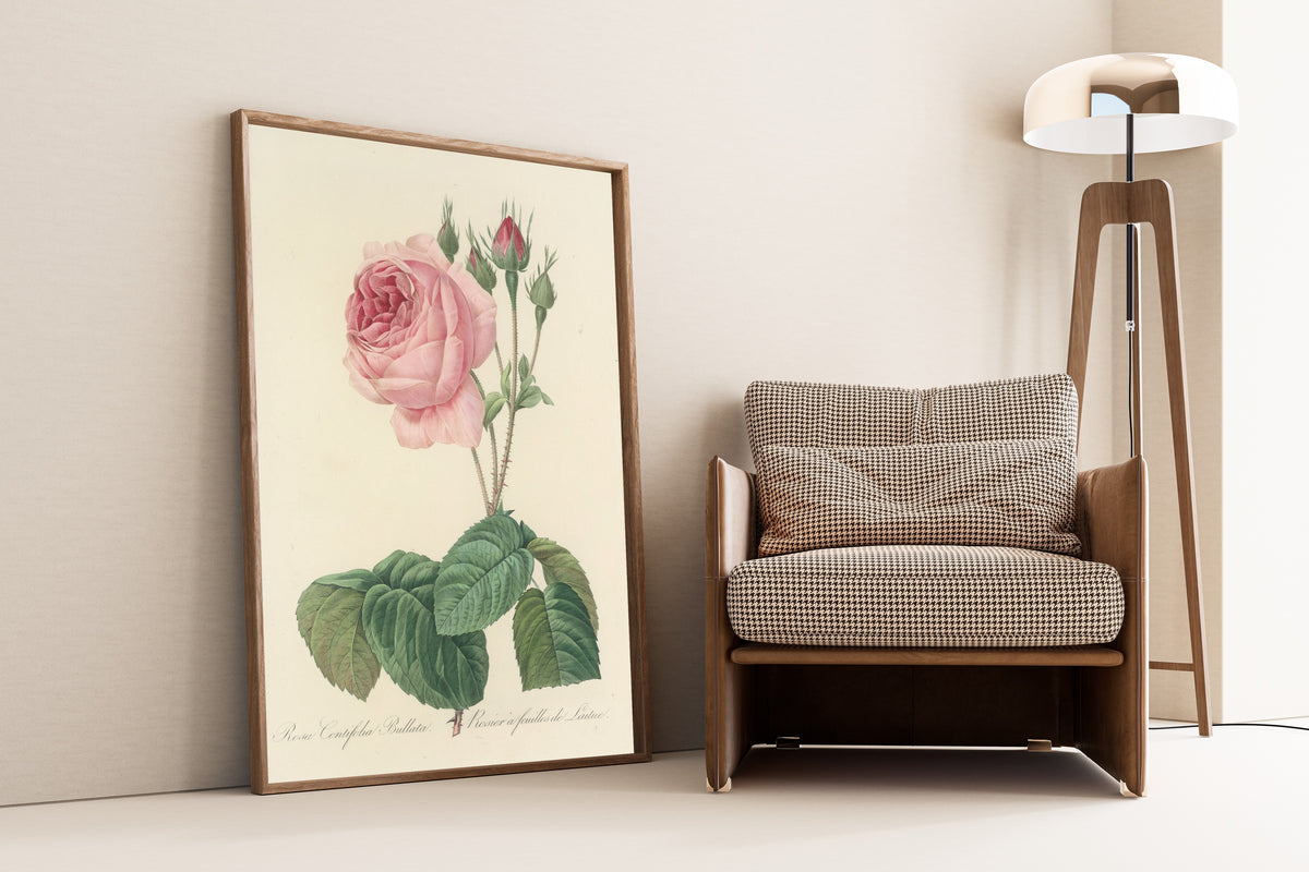 Framed art print of Choix des plus belles fleurs, Plate 89: Rosa… by Pierre-Joseph Redouté, leaning against a wall beside an armchair and a floor lamp