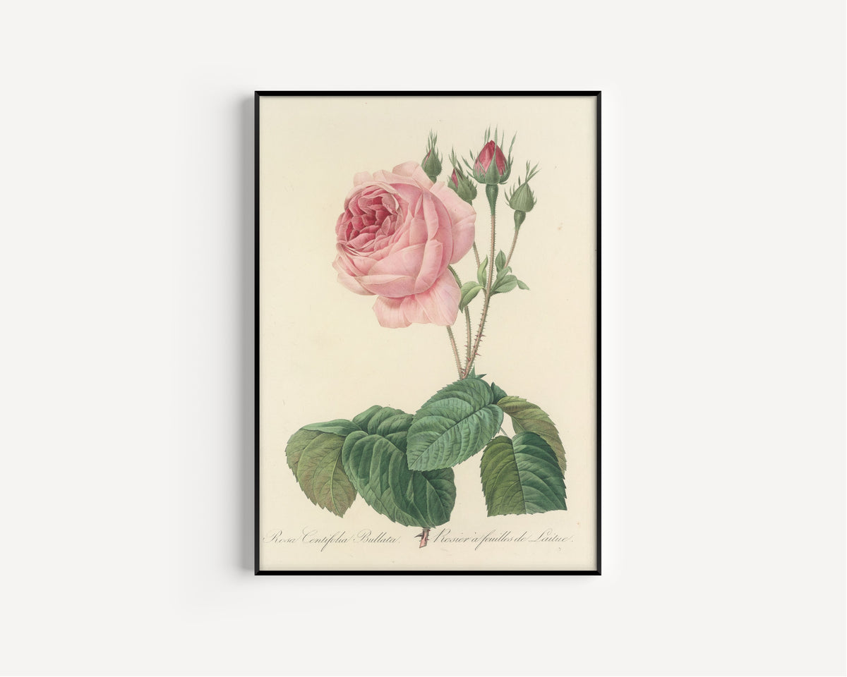 Framed art print of Choix des plus belles fleurs, Plate 89: Rosa Centifolia Bullata by Pierre-Joseph Redouté, in a slim black frame on a plain white wall