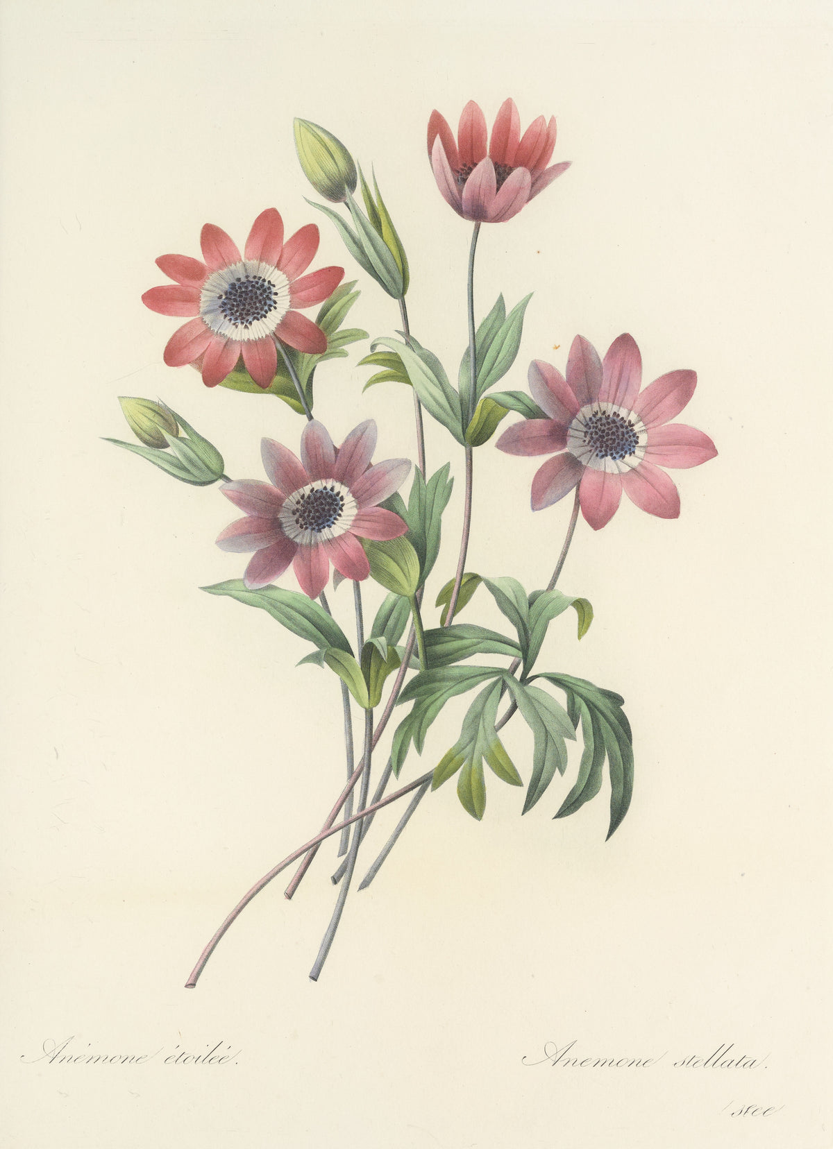 Choix des plus belles fleurs, Plate 9: Anemone Stellata by Pierre-Joseph Redouté — Four pink anemones with white rings and dark centres
