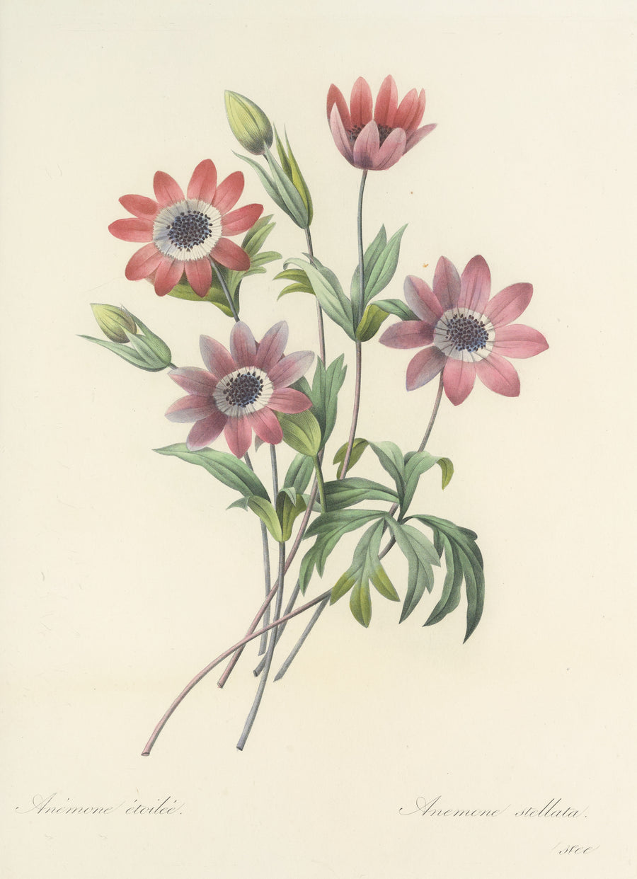 Pierre-Joseph Redouté — Choix des plus belles fleurs, Plate 9: Anemone Stellata | Botanical Illustration Print shown to scale on a wall above a sofa