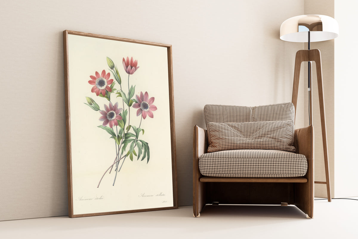 Framed art print of Choix des plus belles fleurs, Plate 9: Anemone Stellata by Pierre-Joseph Redouté, leaning against a wall beside an armchair and a floor lamp