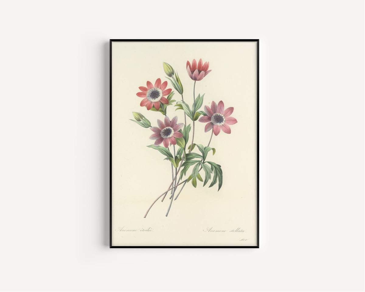 Framed art print of Choix des plus belles fleurs, Plate 9: Anemone Stellata by Pierre-Joseph Redouté, in a slim black frame on a plain white wall
