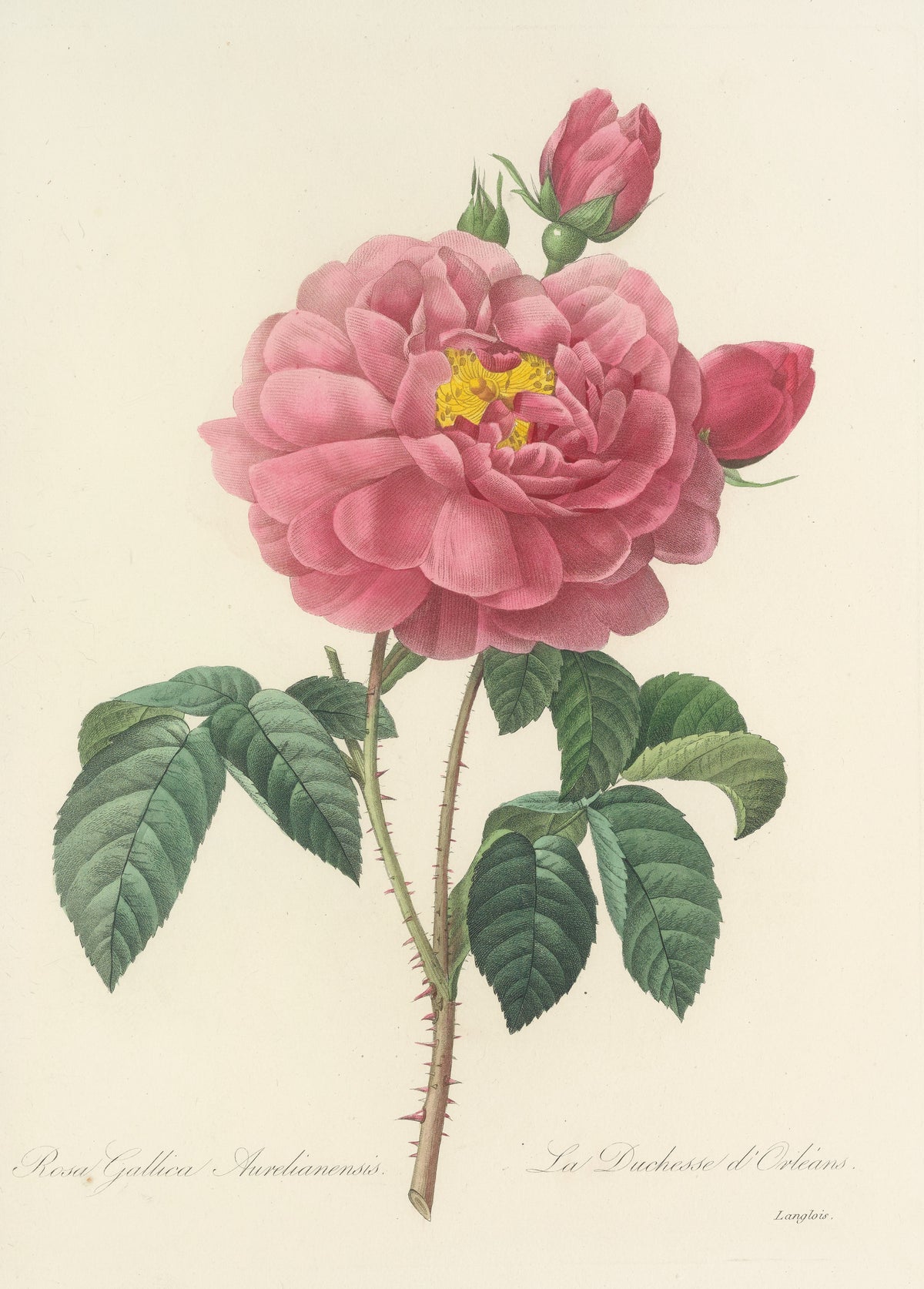 Choix des plus belles fleurs, Plate 90: Rosa Gallica Aurelianensis by Pierre-Joseph Redouté — A deep pink double rose opening on a heart of yellow stamens