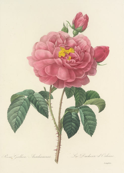 Choix des plus belles fleurs, Plate 90: Rosa Gallica Aurelianensis by Pierre-Joseph Redouté — A deep pink double rose opening on a heart of yellow stamens