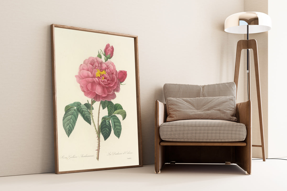 Framed art print of Choix des plus belles fleurs, Plate 90: Rosa Gallica… by Pierre-Joseph Redouté, leaning against a wall beside an armchair and a floor lamp