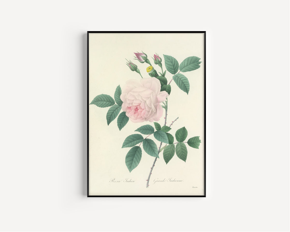 Framed art print of Choix des plus belles fleurs, Plate 91: Rosa Indica by Pierre-Joseph Redouté, in a slim black frame on a plain white wall