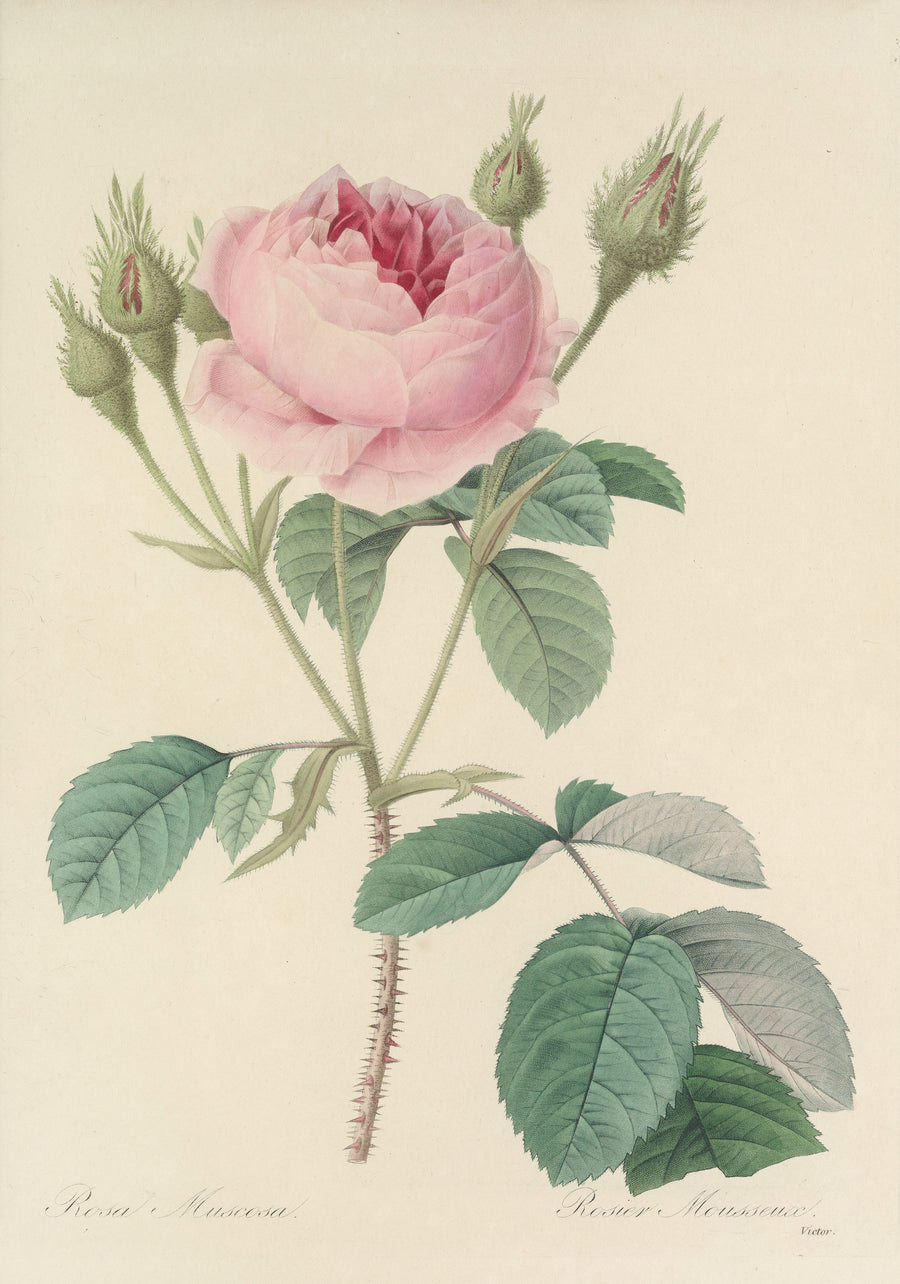 Pierre-Joseph Redouté — Choix des plus belles fleurs, Plate 93: Rosa Muscosa | Botanical Illustration Print shown to scale on a wall above a sofa