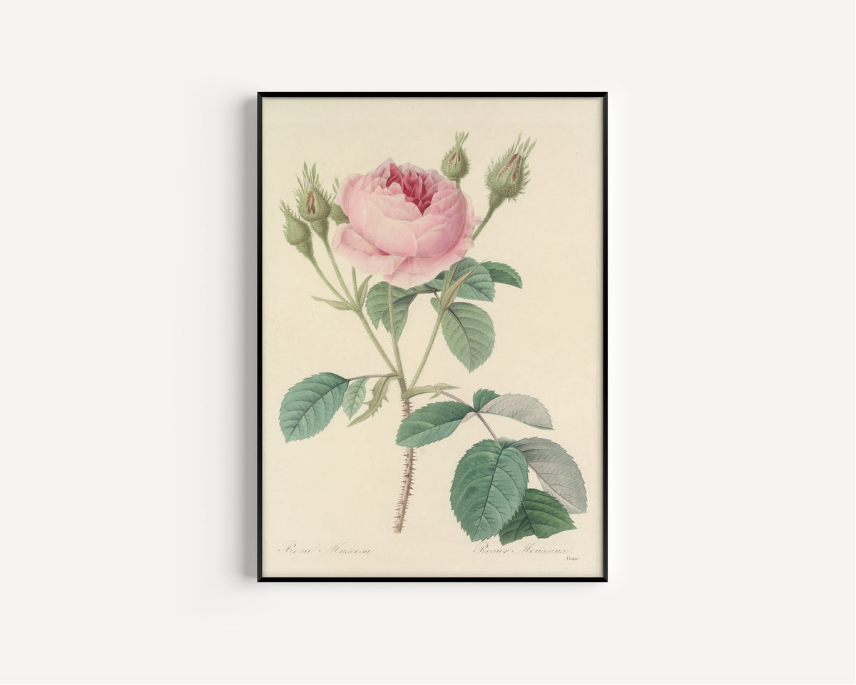 Framed art print of Choix des plus belles fleurs, Plate 93: Rosa Muscosa by Pierre-Joseph Redouté, in a slim black frame on a plain white wall