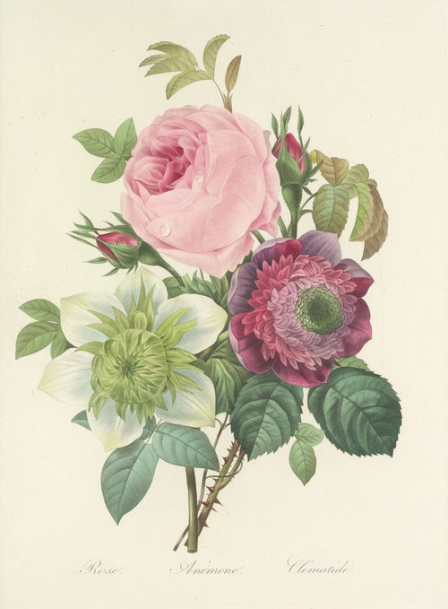 Choix des plus belles fleurs, Plate 95: Rose, Anémone and Clématide by Pierre-Joseph Redouté — A bouquet of a pink rose, a crimson anemone and a white clematis
