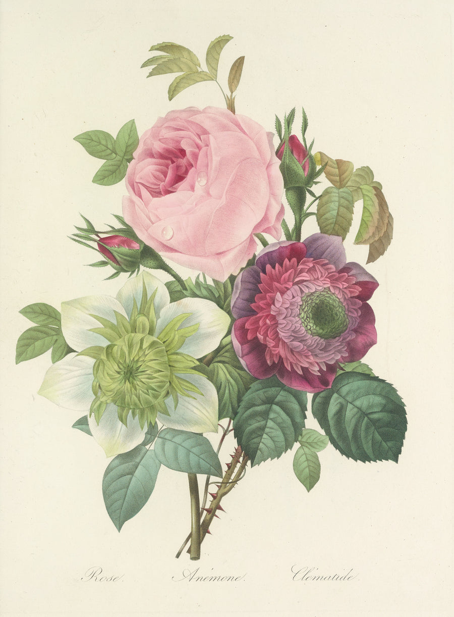 Pierre-Joseph Redouté — Choix des plus belles fleurs, Plate 95: Rose, Anémone and Clématide | Botanical Illustration Print shown to scale on a wall above a sofa