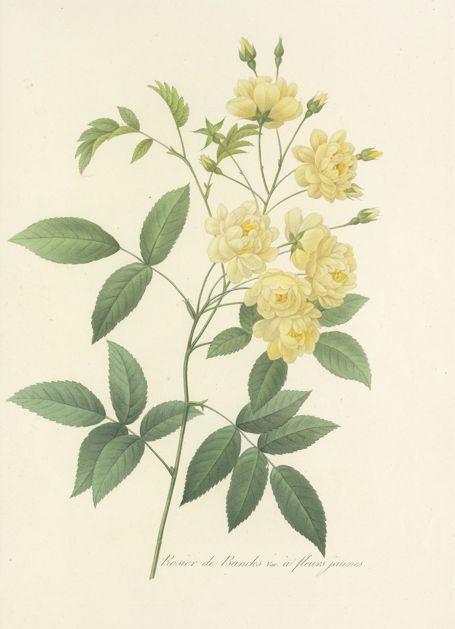 Pierre-Joseph Redouté — Choix des plus belles fleurs, Plate 97: Rosier de Bancks, Var. à Fleurs Jaunes | Botanical Illustration Print shown to scale on a wall above a sofa