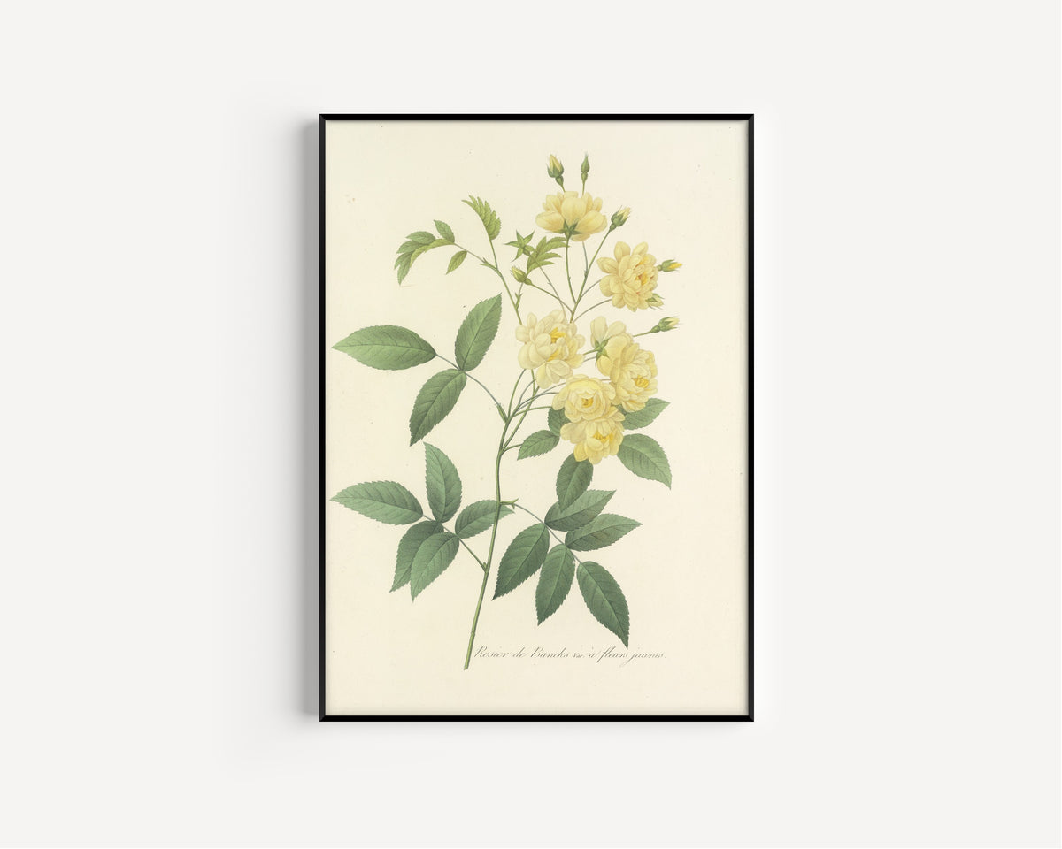 Framed art print of Choix des plus belles fleurs, Plate 97: Rosier de Bancks, Var. à… by Pierre-Joseph Redouté, in a slim black frame on a plain white wall