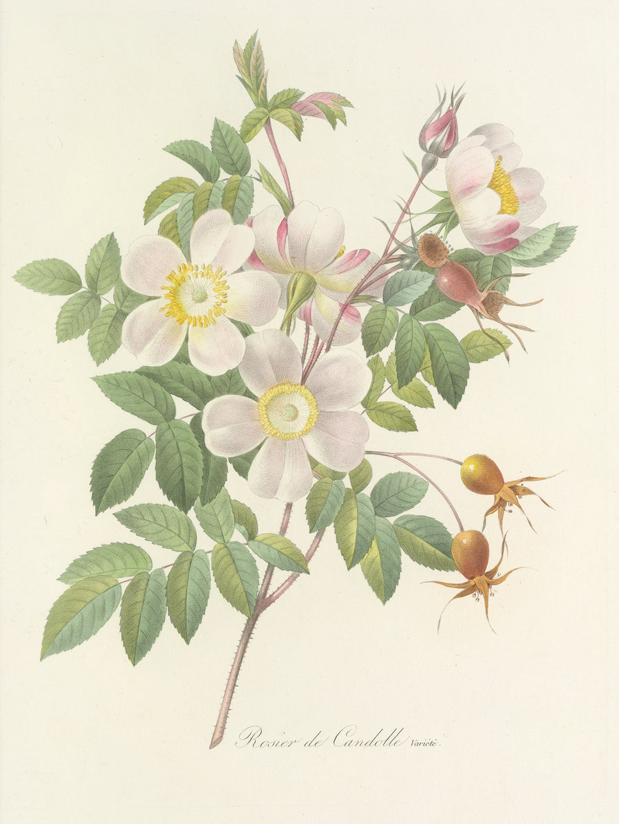 Pierre-Joseph Redouté — Choix des plus belles fleurs, Plate 98: Rosier de Candolle, Variété | Botanical Illustration Print shown to scale on a wall above a sofa