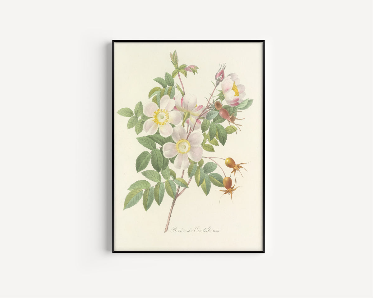 Framed art print of Choix des plus belles fleurs, Plate 98: Rosier de Candolle, Variété by Pierre-Joseph Redouté, in a slim black frame on a plain white wall