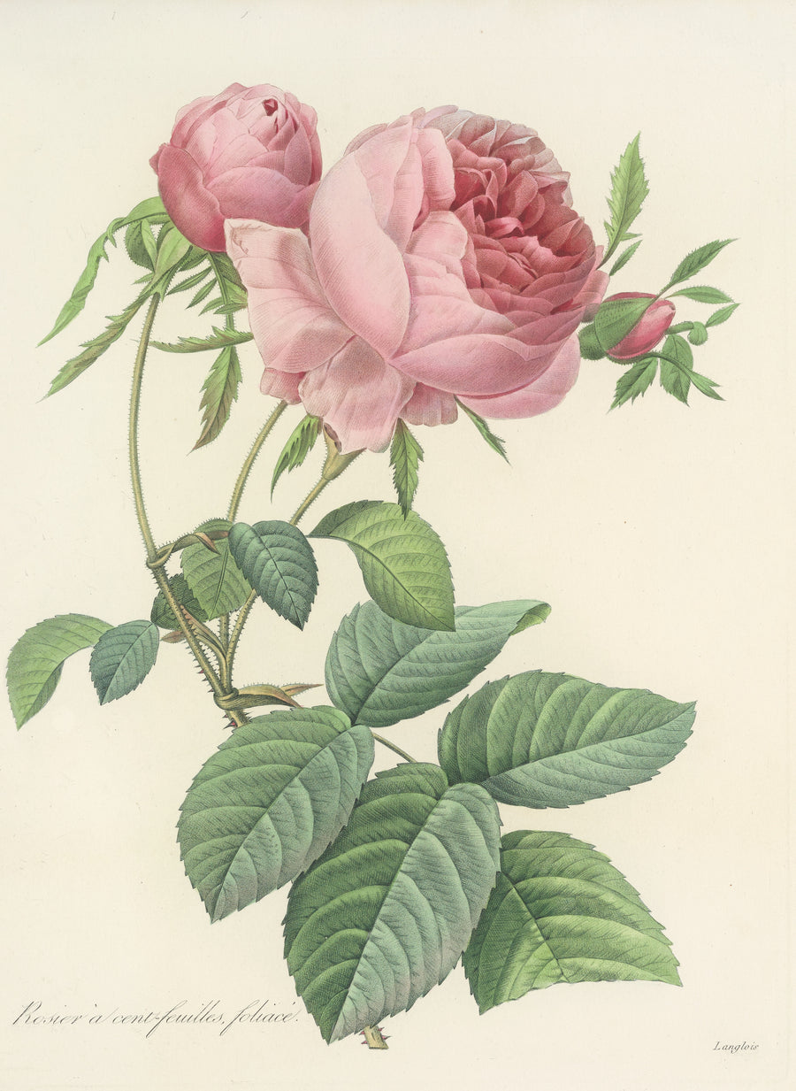Pierre-Joseph Redouté — Choix des plus belles fleurs, Plate 99: Rosier à Cent-Feuilles, Foliacé | Botanical Illustration Print shown to scale on a wall above a sofa