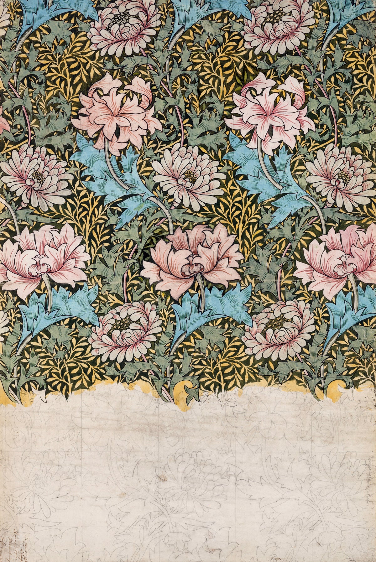 Chrysanthemum (Design Drawing) by William Morris — Pink chrysanthemums on a dark ground, the lower third in pencil