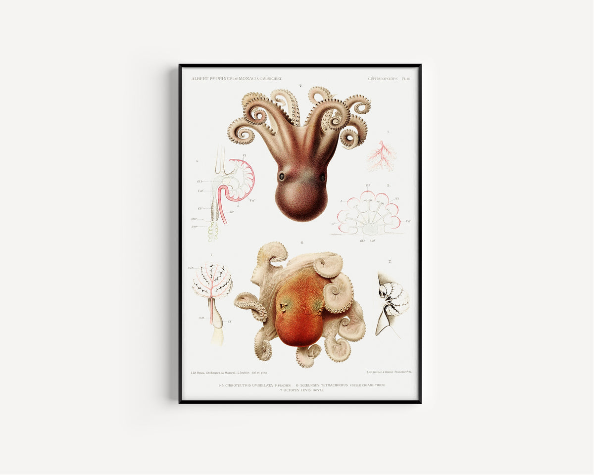 Jeanne Le Roux, Ch. Boutet de Monvel & Louis Joubin — Cirroteuthis umbellata, Scoeurgus tetracirrhus and Octopus levis (Plate III) | Scientific Illustration Print