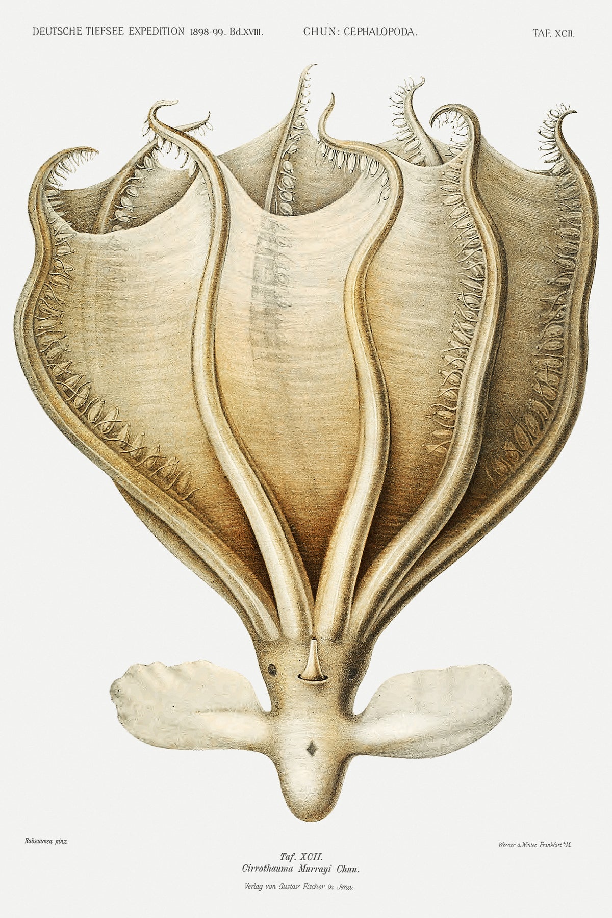 Ewald Heinrich Rübsaamen — Cirrothauma murrayi | Scientific Illustration Print