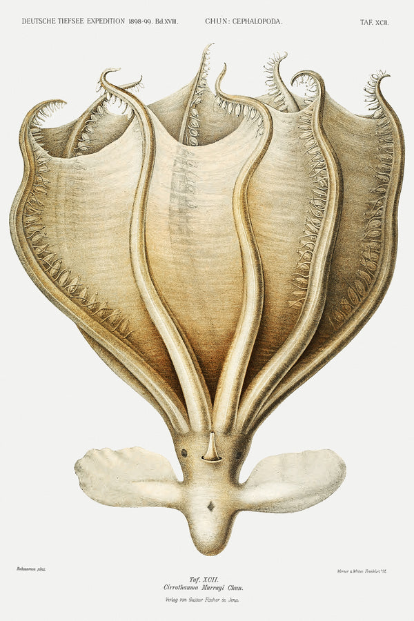 Ewald Heinrich Rübsaamen — Cirrothauma murrayi | Scientific Illustration Print