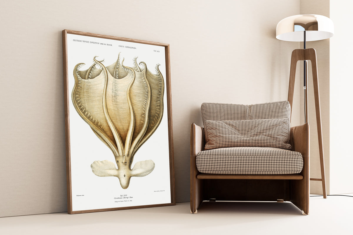 Ewald Heinrich Rübsaamen — Cirrothauma murrayi | Scientific Illustration Print