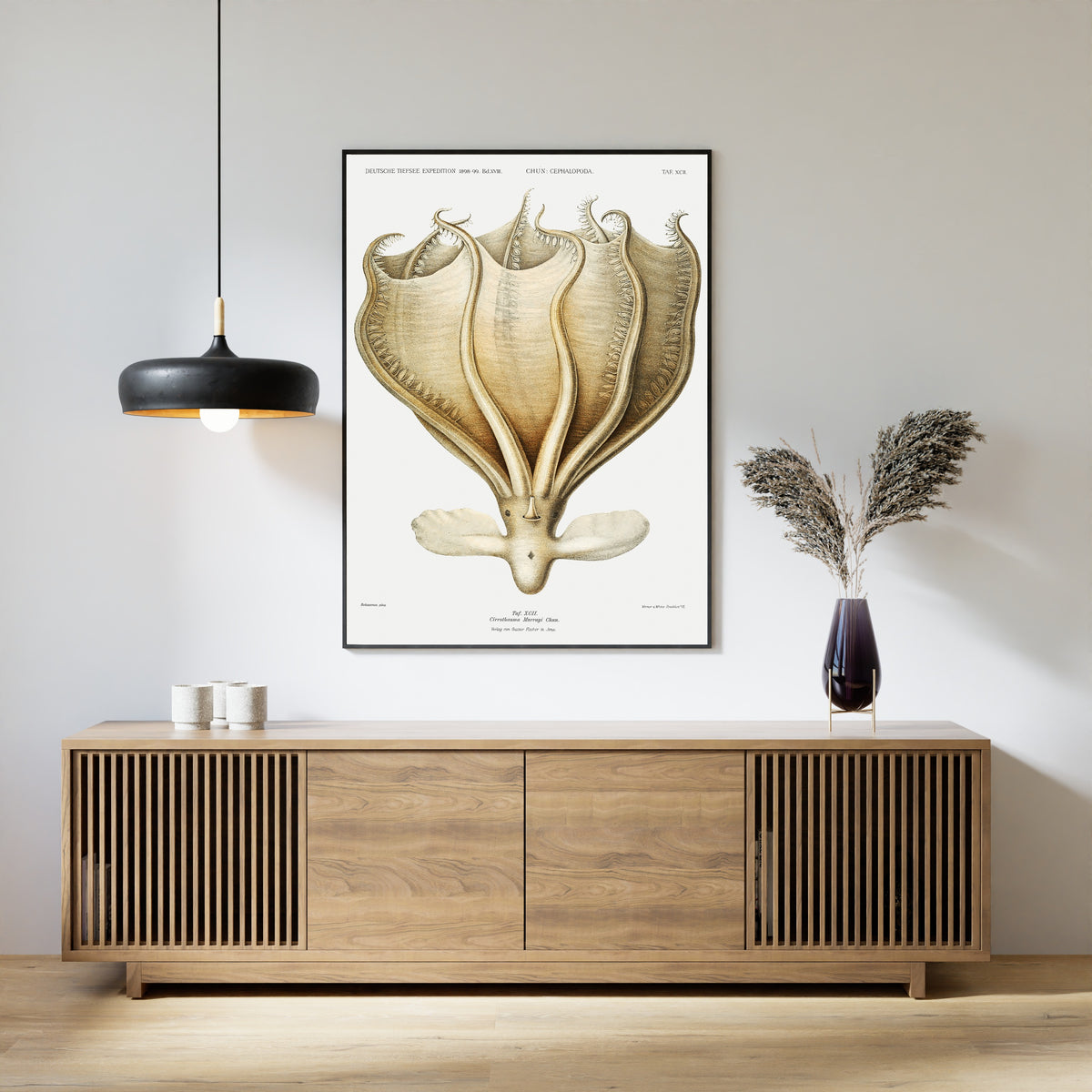 Ewald Heinrich Rübsaamen — Cirrothauma murrayi | Scientific Illustration Print