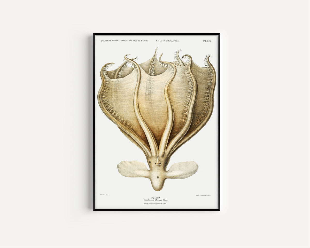 Ewald Heinrich Rübsaamen — Cirrothauma murrayi | Scientific Illustration Print