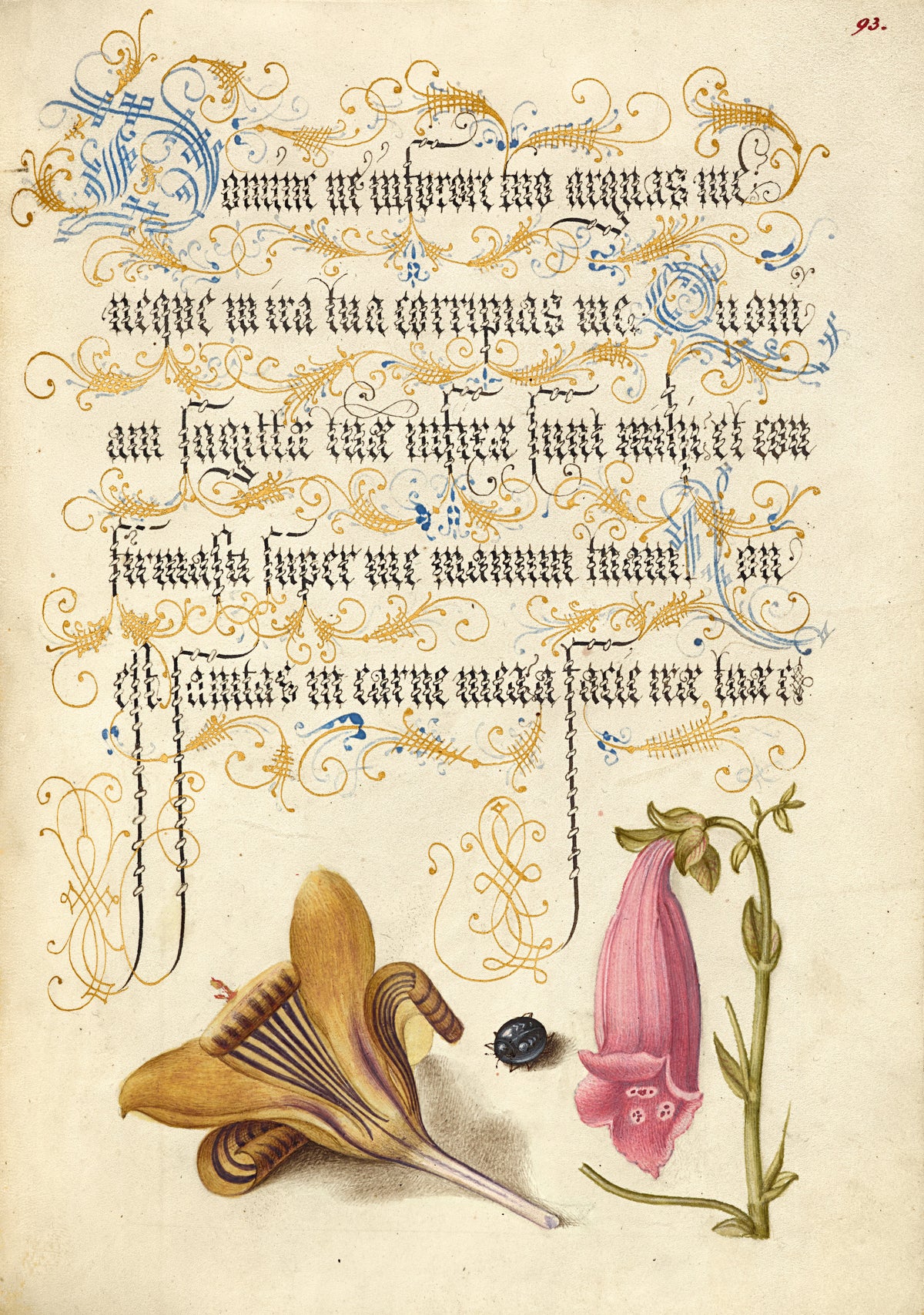 Joris Hoefnagel — Cloth-of-Gold Crocus, Beetle, and Foxglove | Botanical Calligraphy Print