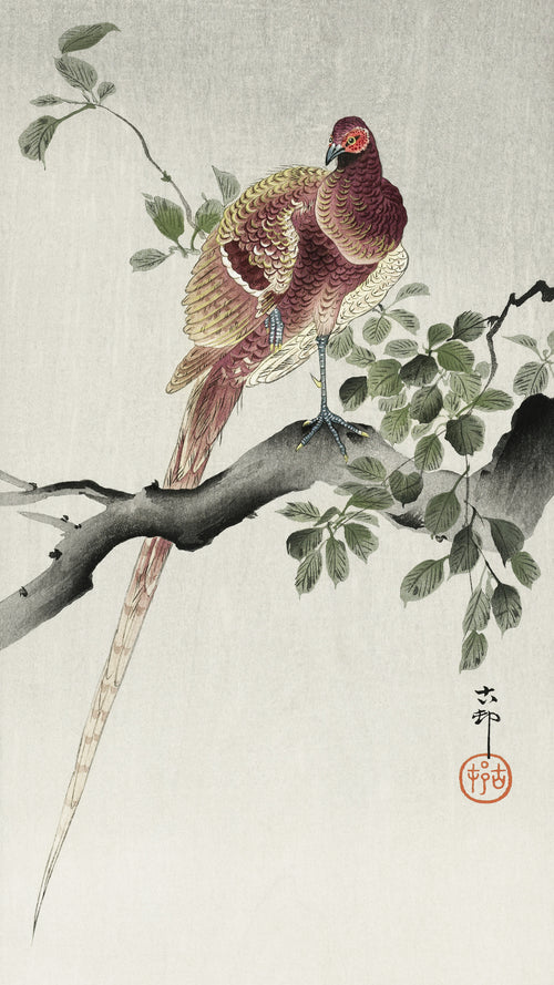Copper Pheasant on a Branch by Ohara Koson — A plum-red pheasant stands on one leg on a gnarled branch