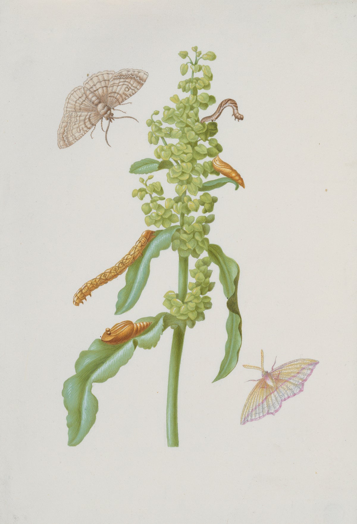 Curly Dock with Metamorphoses of the Small Engrailed and the Blood-Vein by Maria Sibylla Merian — Pale moths, caterpillars and pupae around a curly dock spike