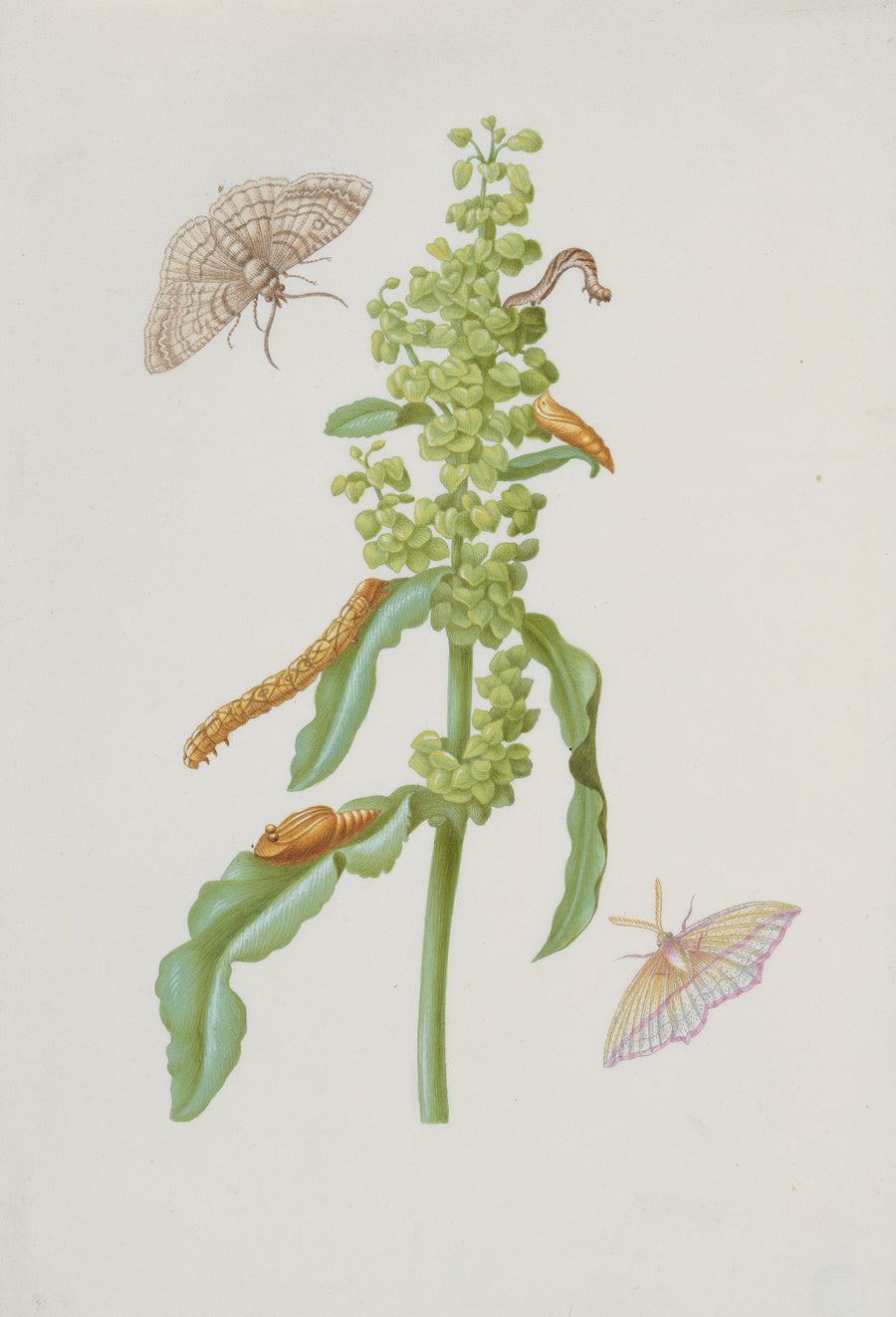 Maria Sibylla Merian — Curly Dock with Metamorphoses of the Small Engrailed and the Blood-Vein | Natural History Print shown to scale on a wall above a sofa