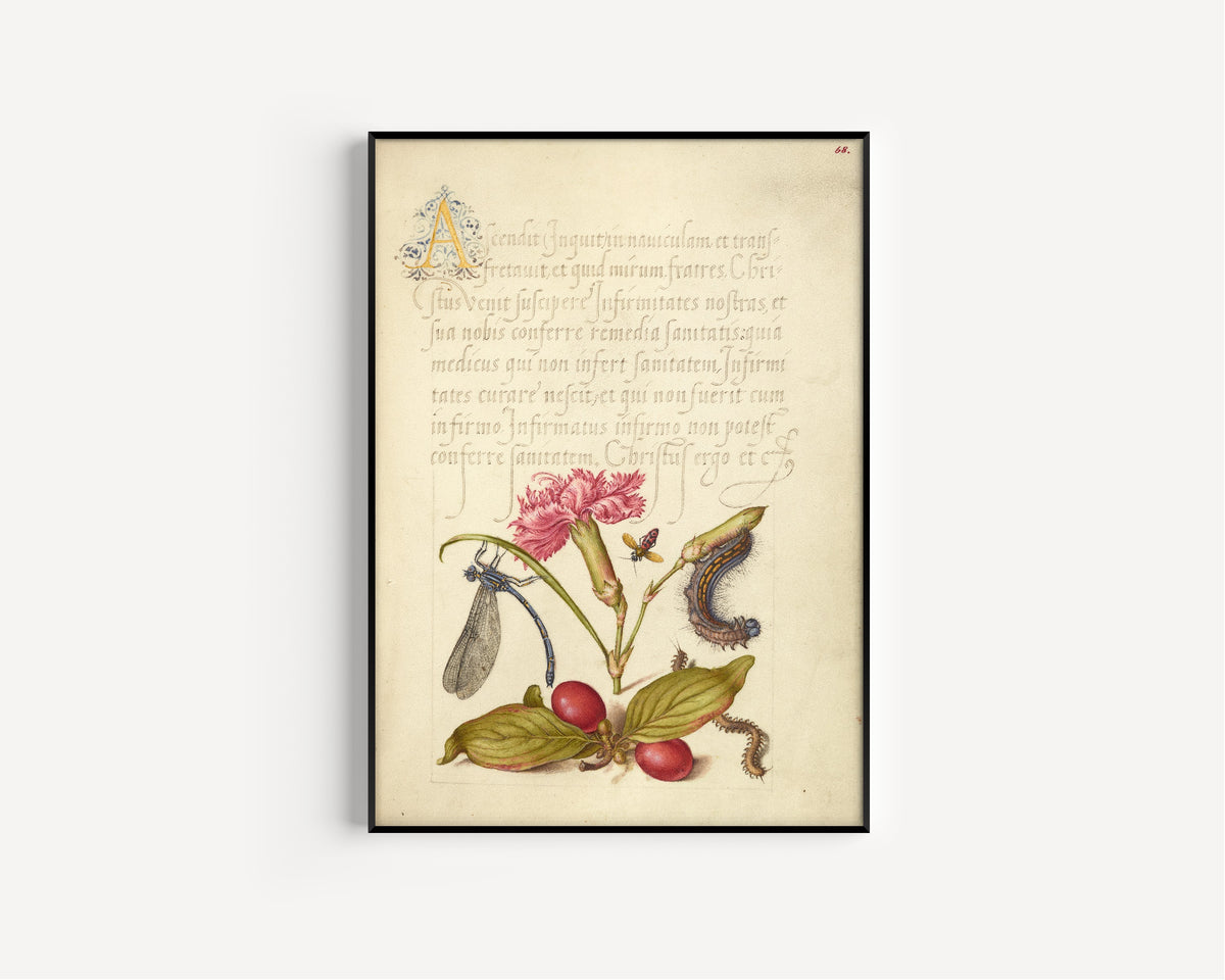Joris Hoefnagel — Damselfly, Carnation, Firebug, Caterpillar, Carnelian Cherry, and Centipede | Botanical Calligraphy Print