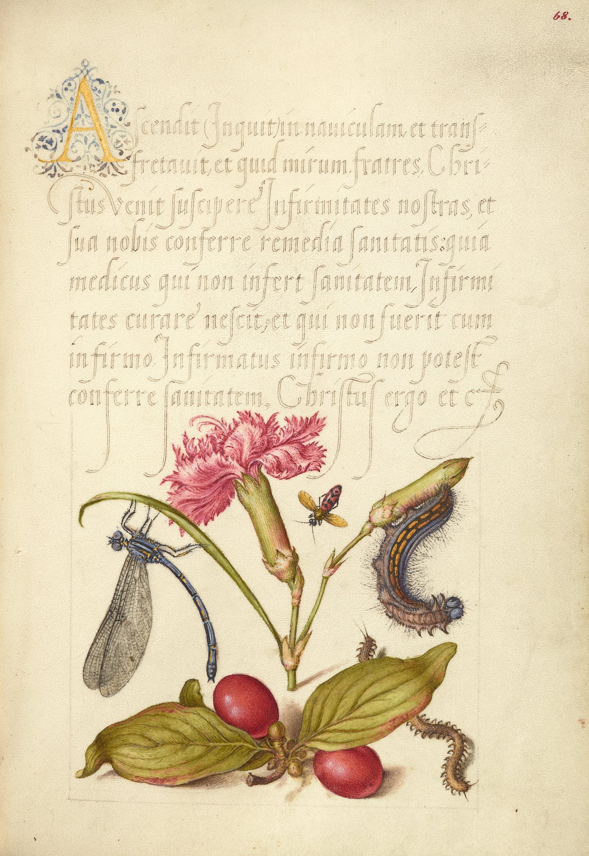 Joris Hoefnagel — Damselfly, Carnation, Firebug, Caterpillar, Carnelian Cherry, and Centipede | Botanical Calligraphy Print