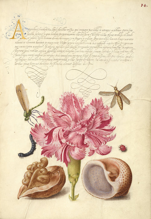 Joris Hoefnagel — Damselfly, Carnation, Insect, Caterpillar, Ladybird, English Walnut, and Marine Mollusk | Botanical Calligraphy Print